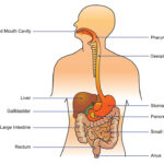 HRXT4A The human digestive system consists of the gastrointestinal tract plus the accessory organs of digestion (the tongue, salivary glands, pancreas, liver