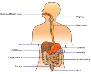 The human digestive system consists of the gastrointestinal tract plus the accessory organs of digestion (the tongue, salivary glands, pancreas, liver
