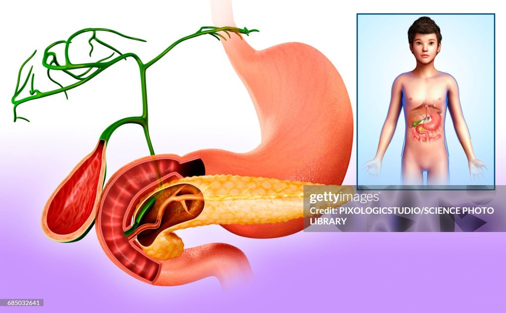 Illustration Of Pancreas, Gallbladder And Small Intestine Anatomy.