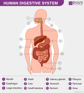 Human digestive system class 9 important diagrams science