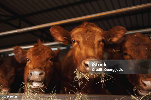 Istockphoto 2074430426 612x612