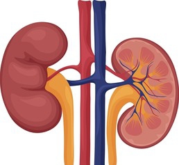 Human kidneys image internal organs 260nw 2205381955 1