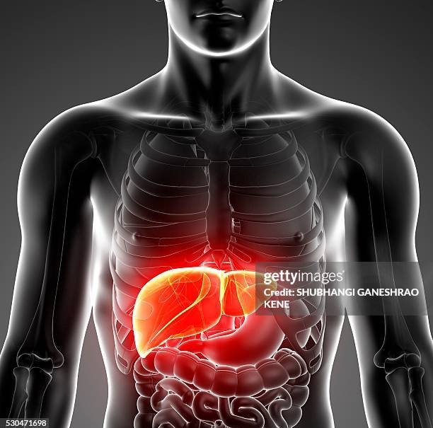 Male anatomy computer artwork 1